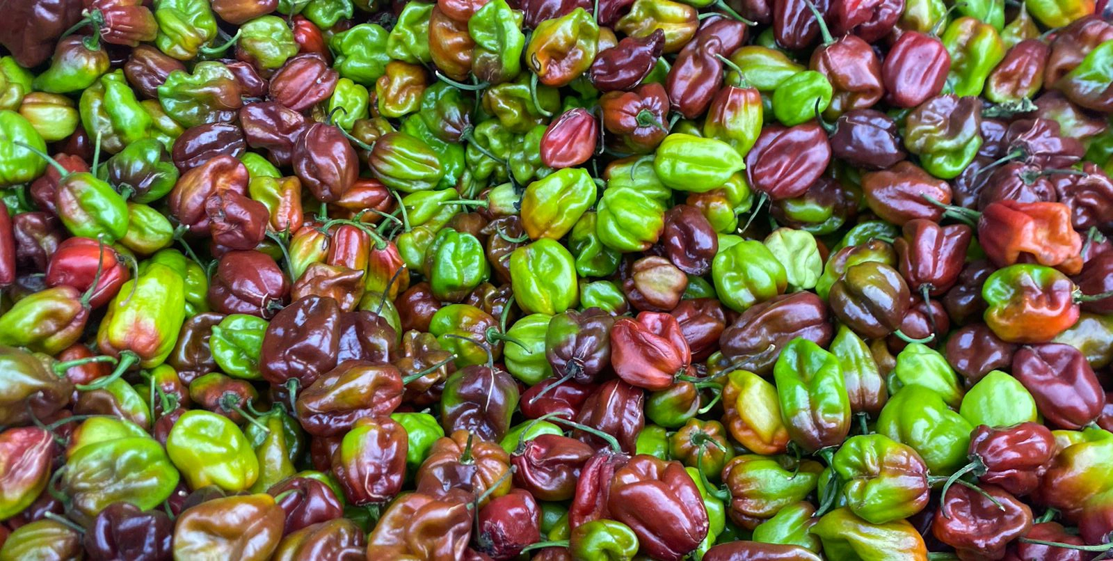 Cultivo de chiles